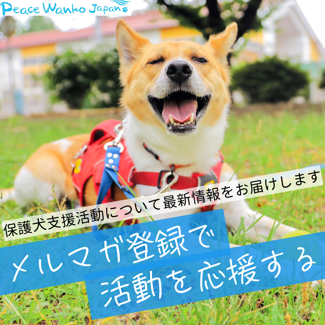 wankoPop_mail20250205